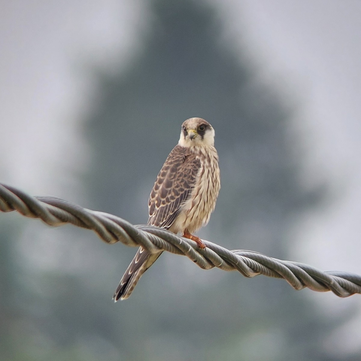 Red-footed Falcon - Jussi Lindström