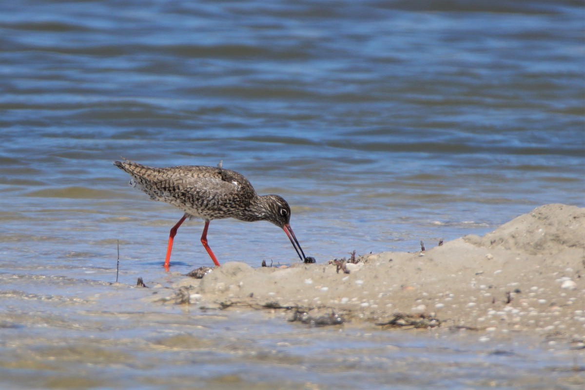 Common Redshank - ML478147771