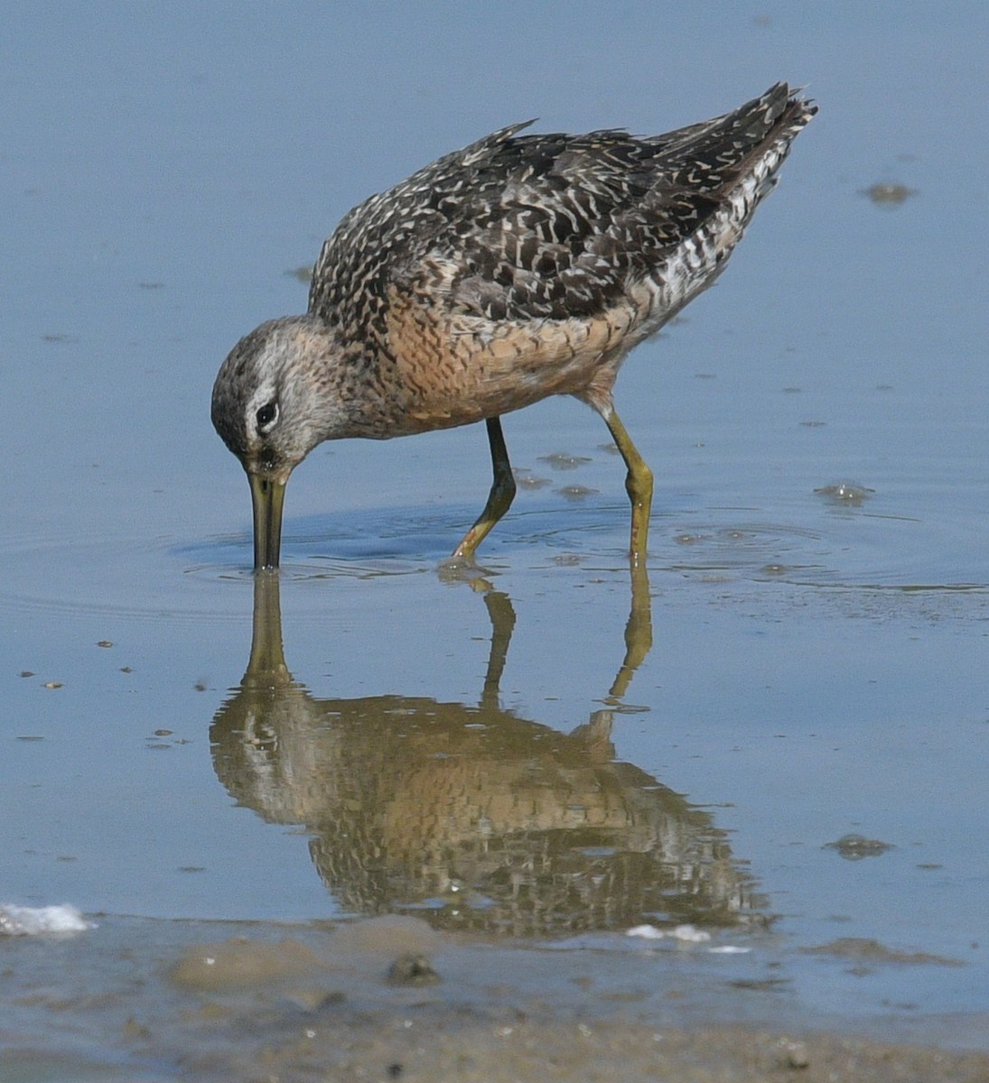 Long-billed Dowitcher - Margaret Poethig