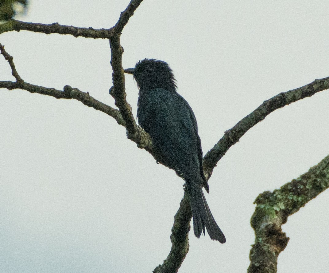 Square-tailed Drongo-Cuckoo - ML478151571