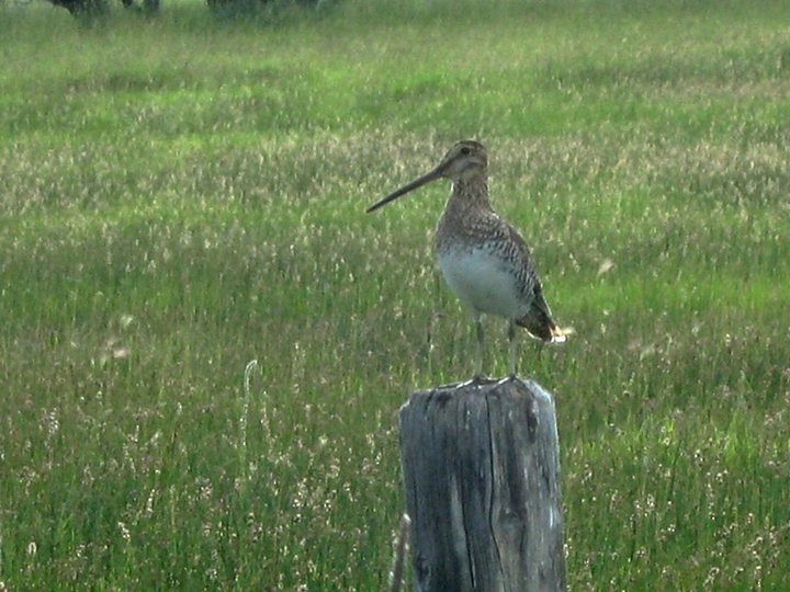 Wilson's Snipe - ML47815291