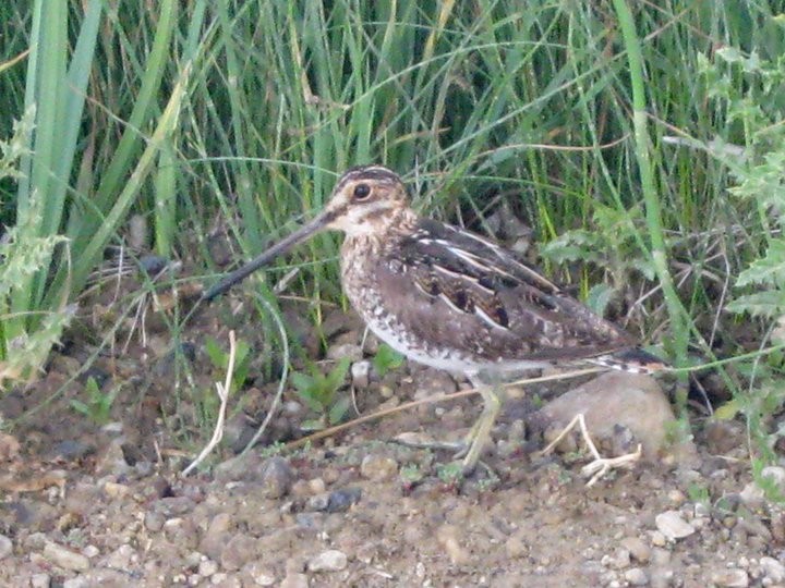 Wilson's Snipe - ML47815301