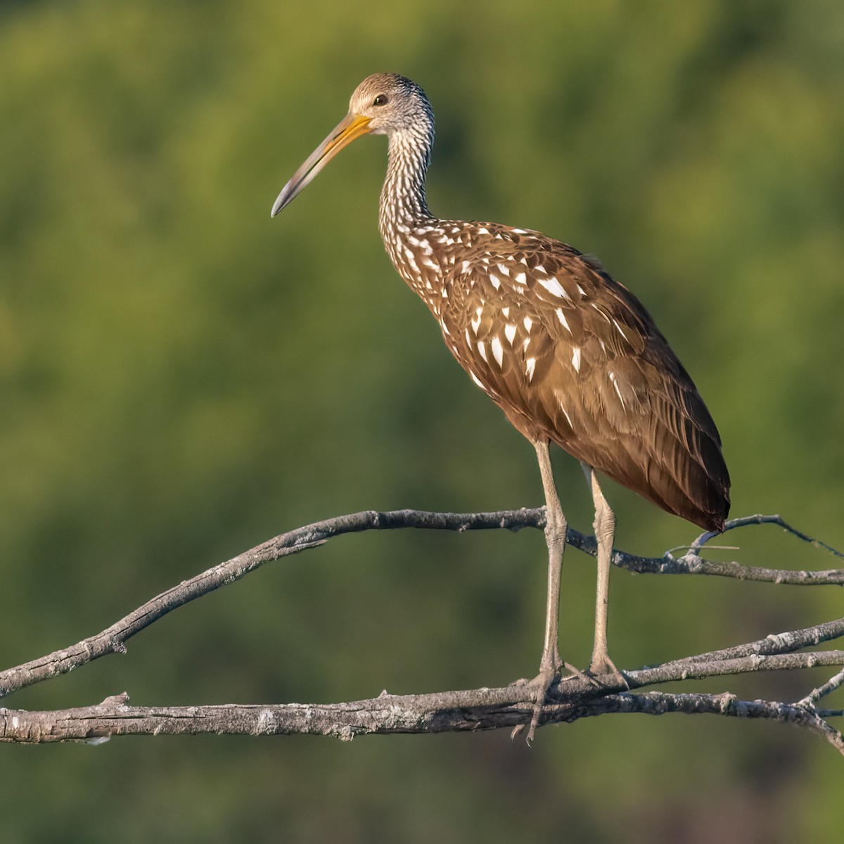 Limpkin - ML478153101