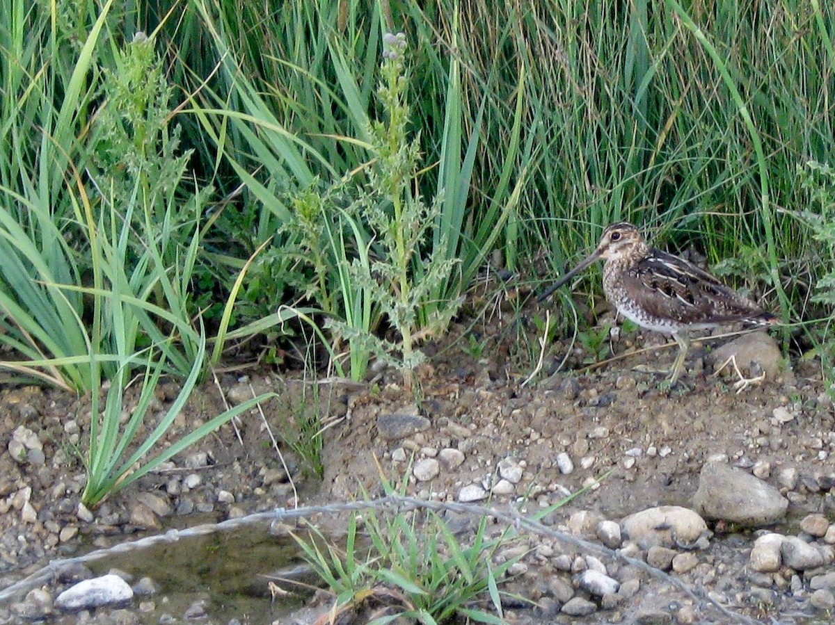 Wilson's Snipe - ML47815311