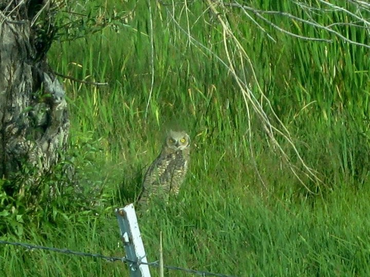 Great Horned Owl - ML47815321