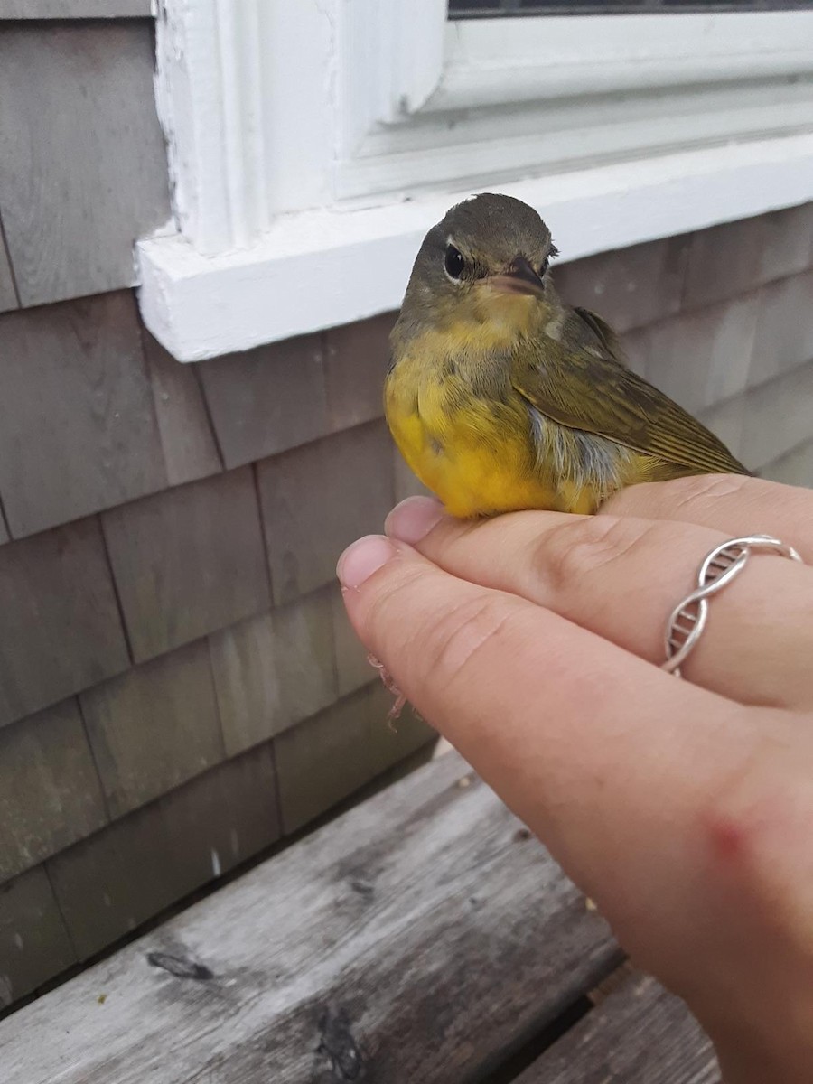 Mourning Warbler - ML478155381