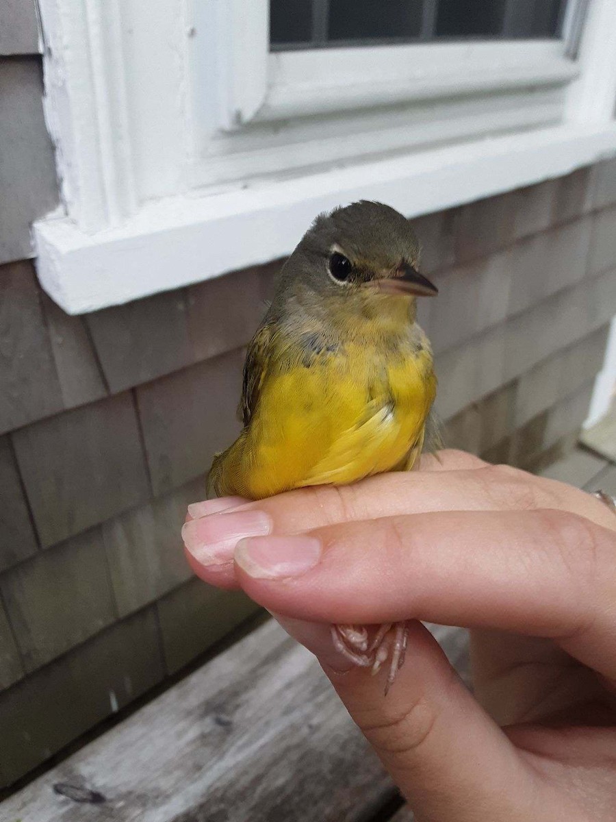 Mourning Warbler - ML478155391