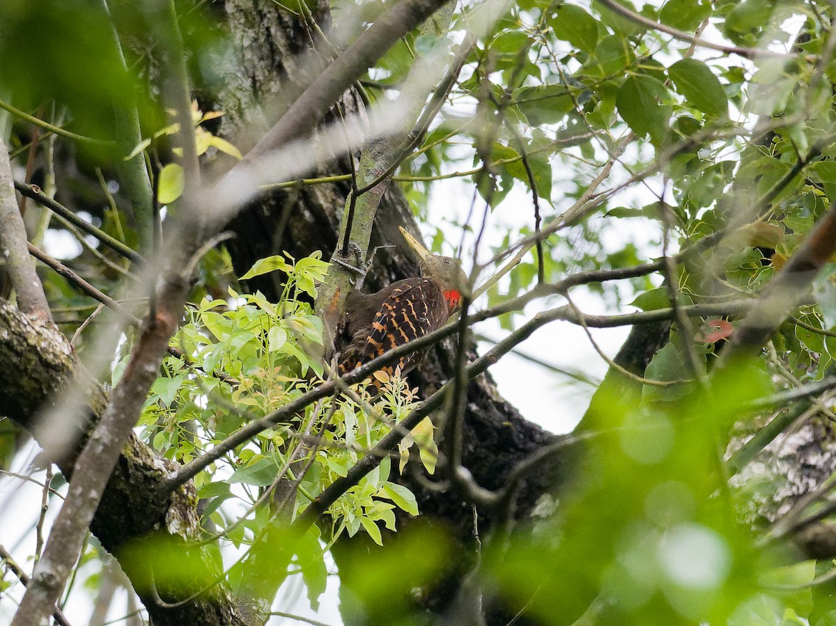 Bay Woodpecker - Anthony Szeto