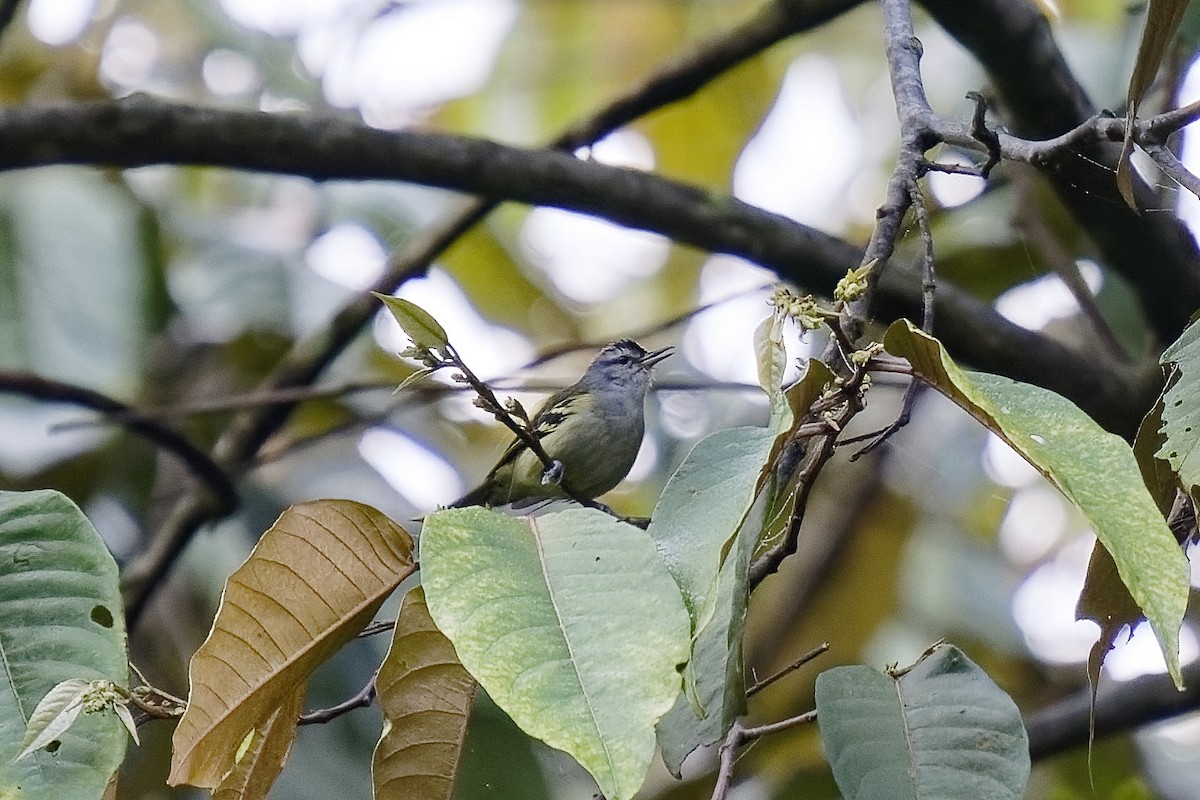 Yellow-rumped Antwren - ML478155911