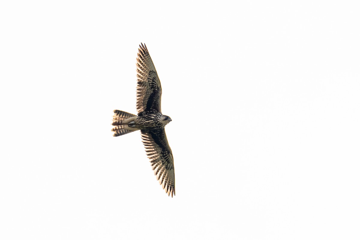 Saker Falcon - Lukasz Haluch