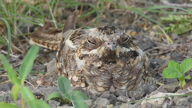 Indian Nightjar - ML478157441