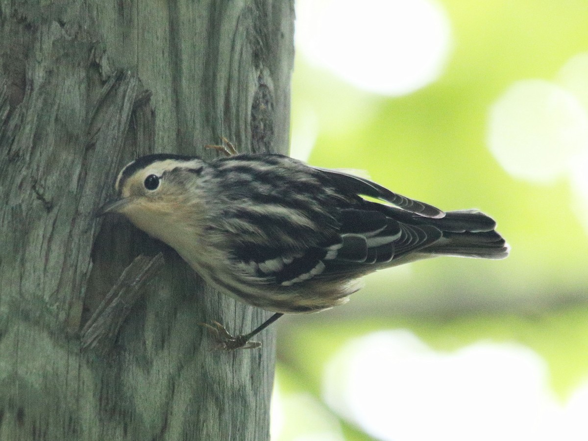 Black-and-white Warbler - ML478157881