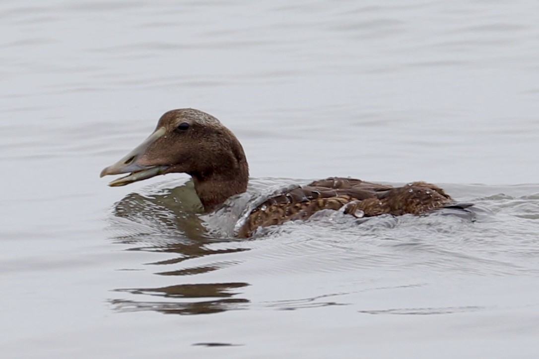 Common Eider - ML478159781