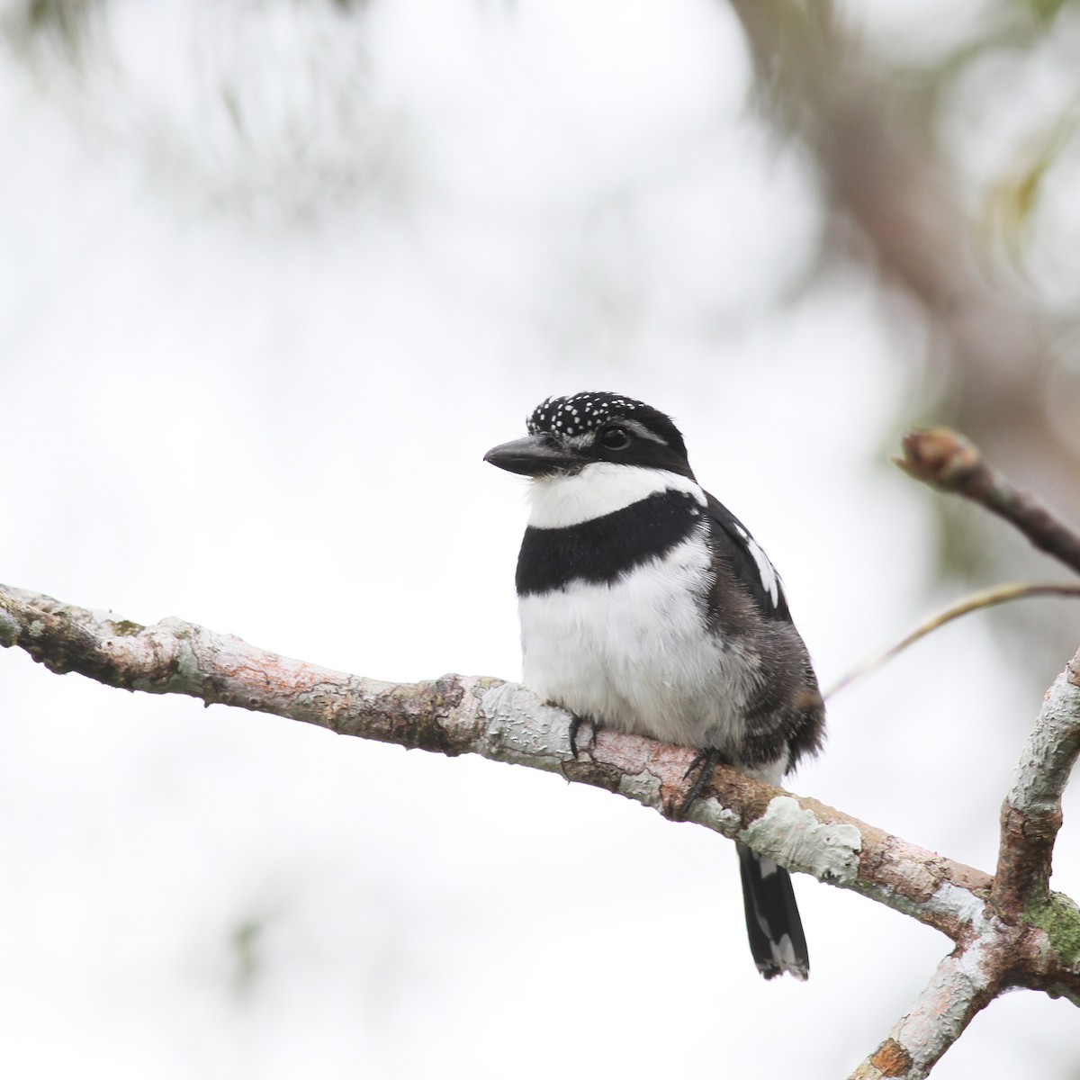 Pied Puffbird - ML478160701