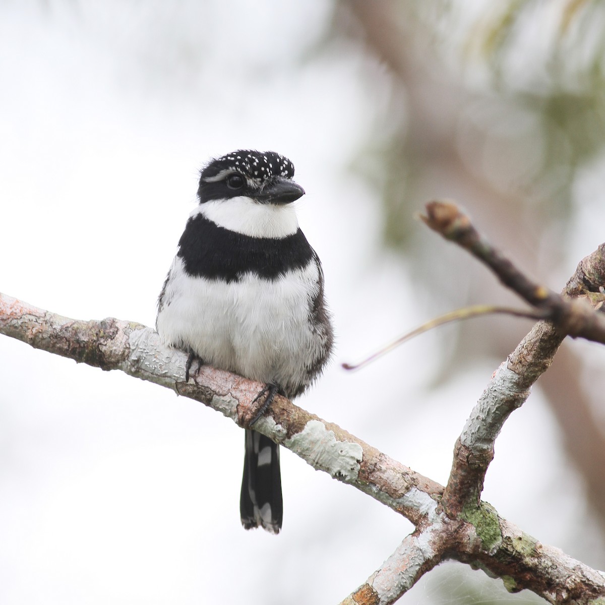 Pied Puffbird - ML478160711