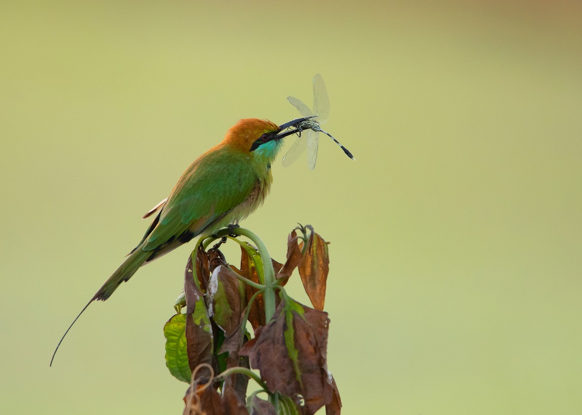 Asian Green Bee-eater - ML478162341