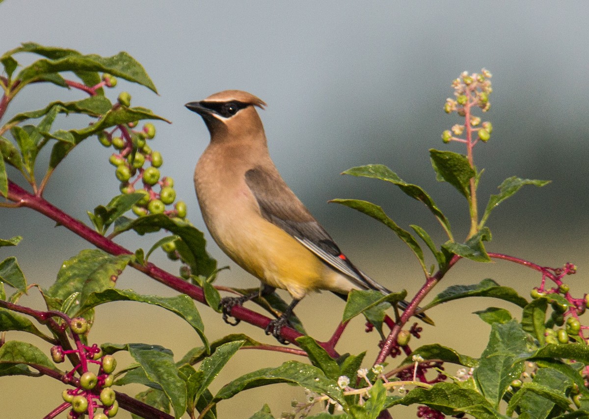 Cedar Waxwing - ML478162511