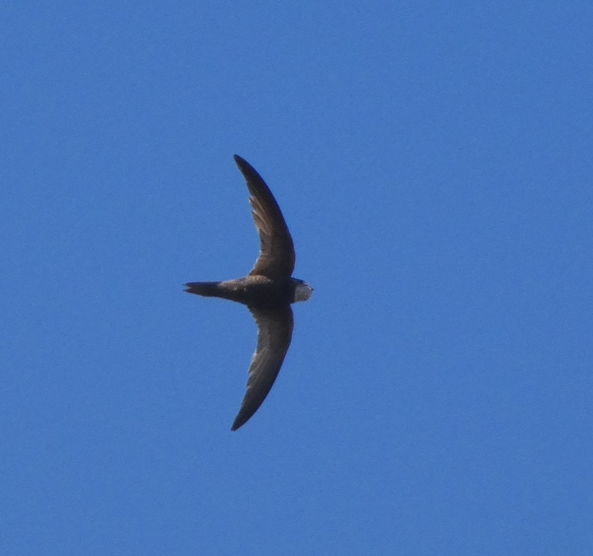 Pallid Swift - ML478163011