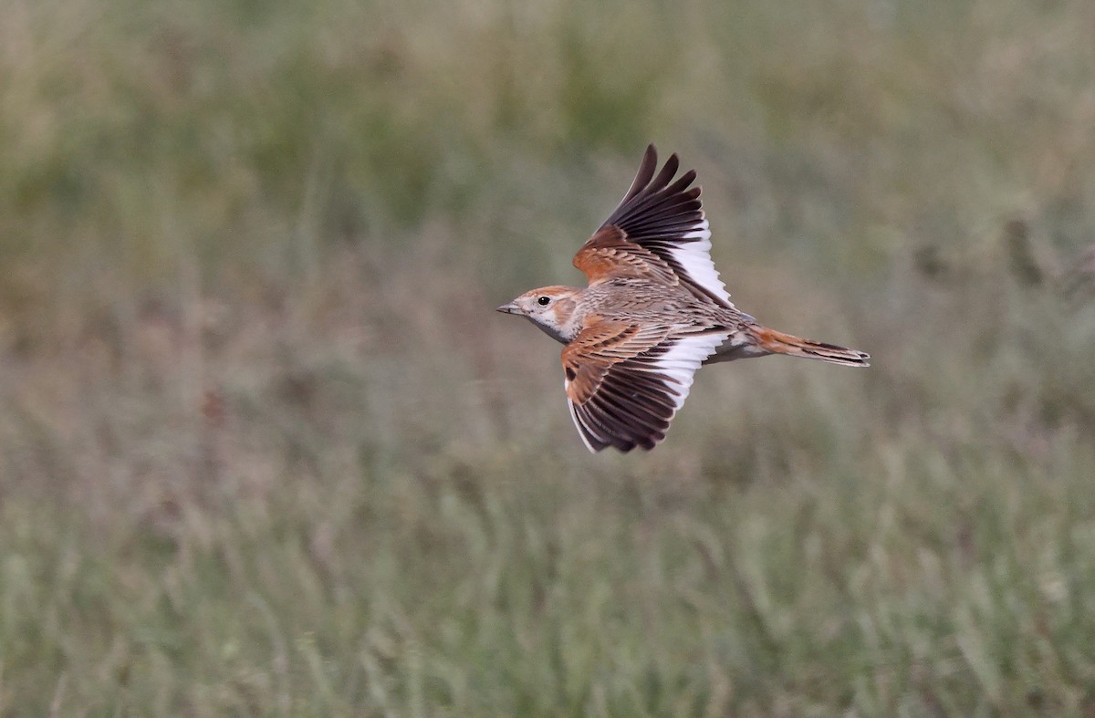 White-winged Lark - Robert Hutchinson