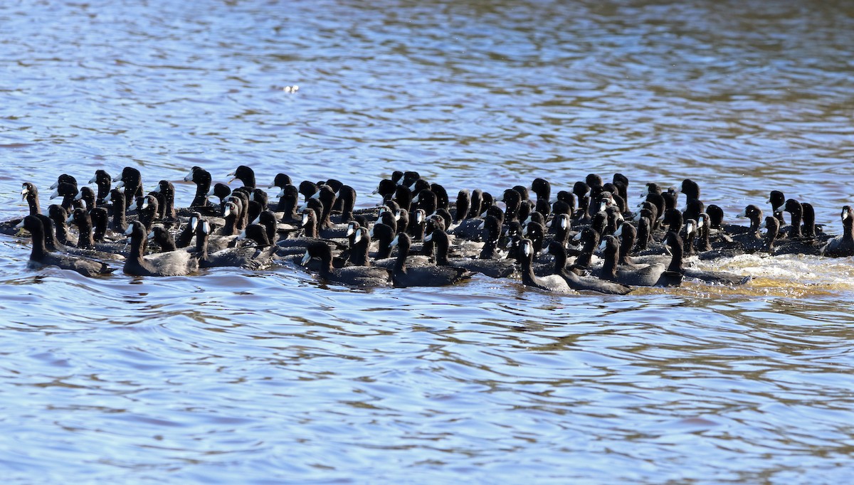 American Coot - ML478163431