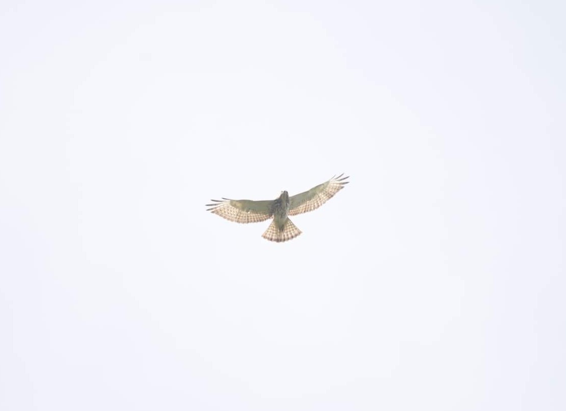Broad-winged Hawk - ML478163441