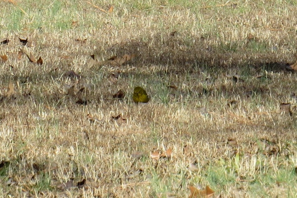 Palm Warbler - ML47816381