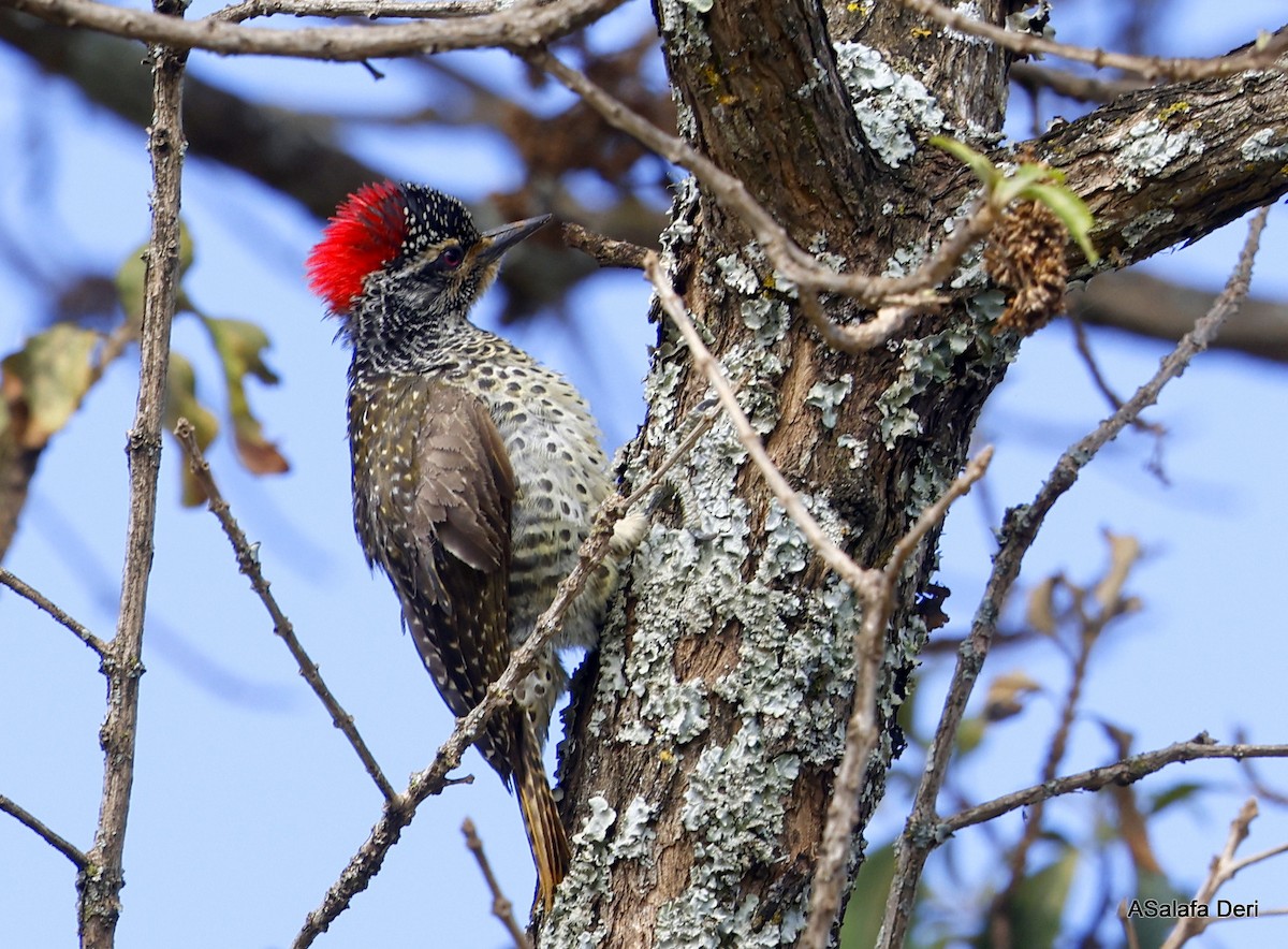 Nubian Woodpecker - ML478163831