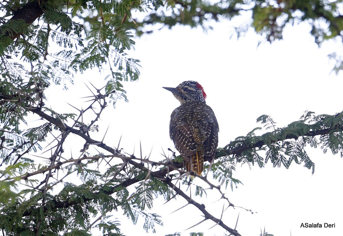 Nubian Woodpecker - ML478165091