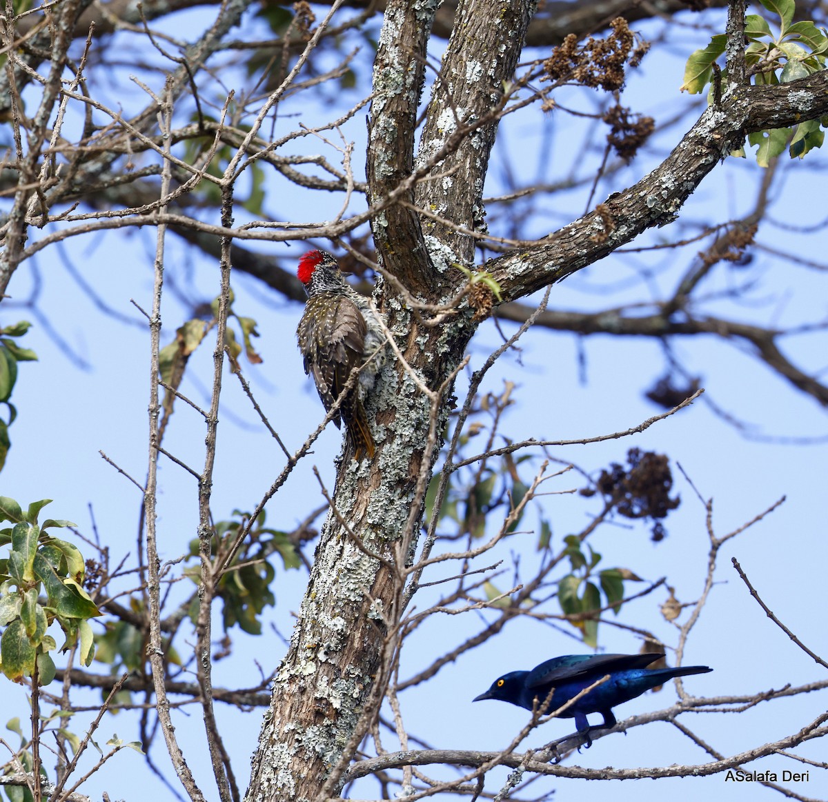 Nubian Woodpecker - ML478165121