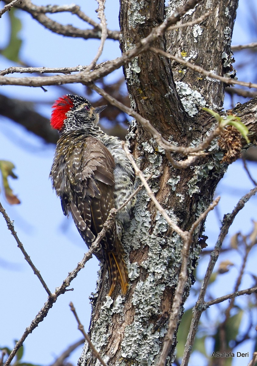 Nubian Woodpecker - ML478165131