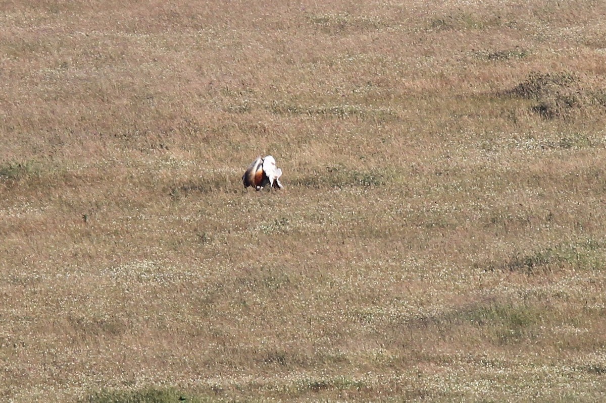 Great Bustard - ML47816531