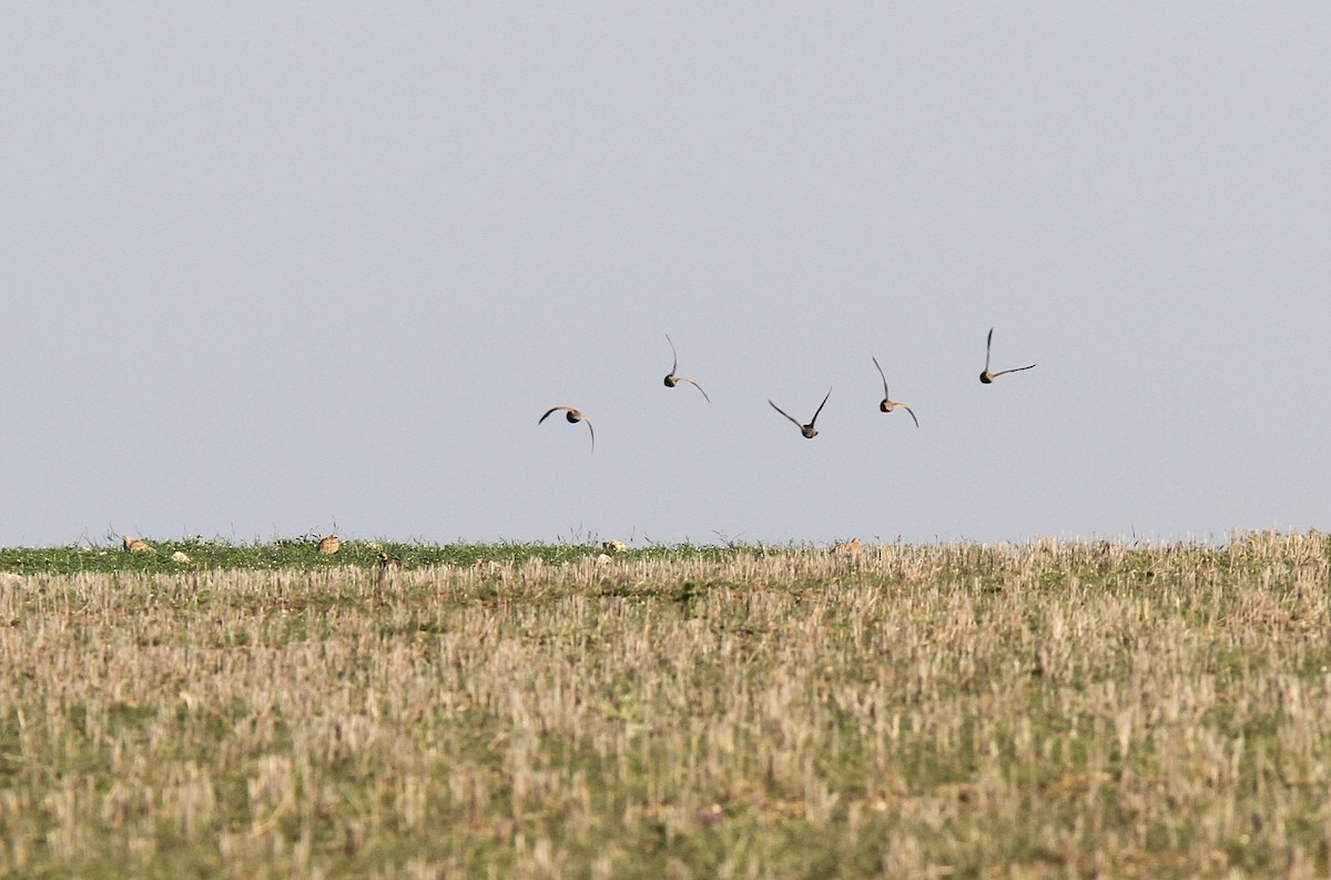 Black-bellied Sandgrouse - ML47816551