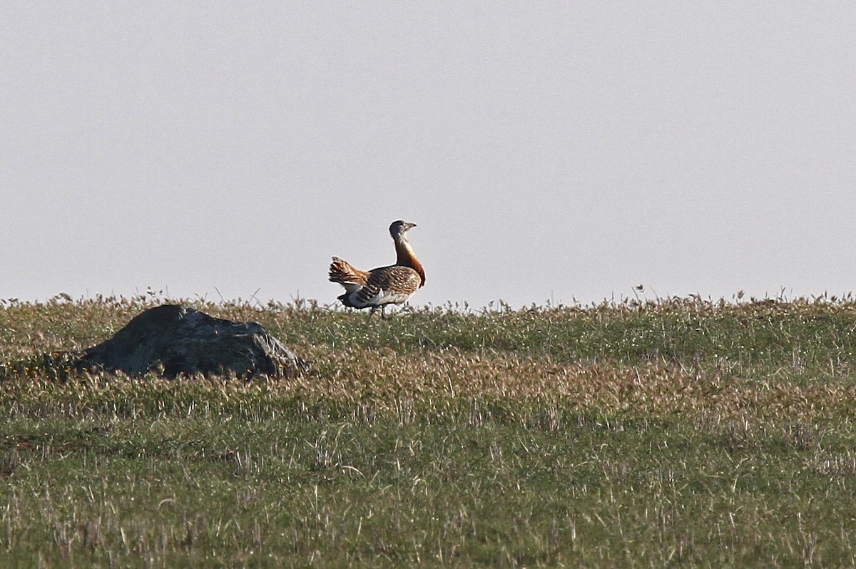 Great Bustard - ML47816561