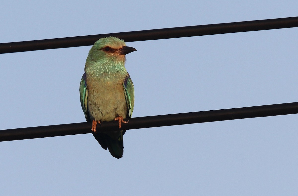 European Roller - ML47816591