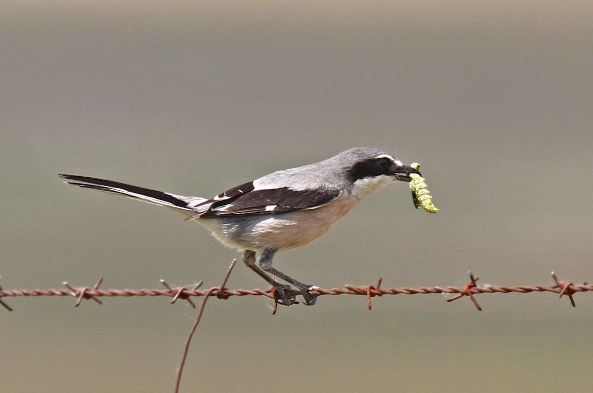 Iberian Gray Shrike - ML47816621