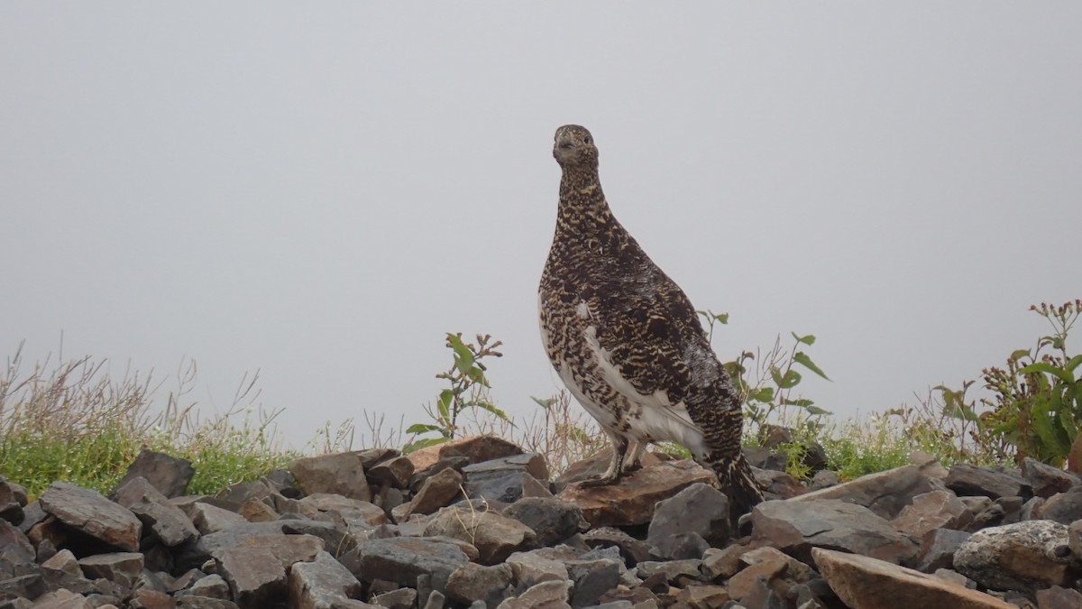 Rock Ptarmigan - Satoshi Kanazawa