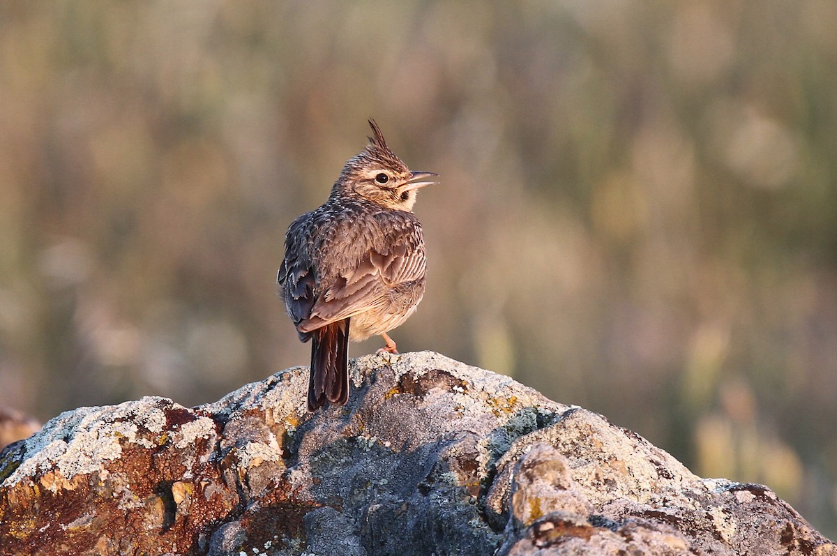 Cochevis de Thékla - ML47816681