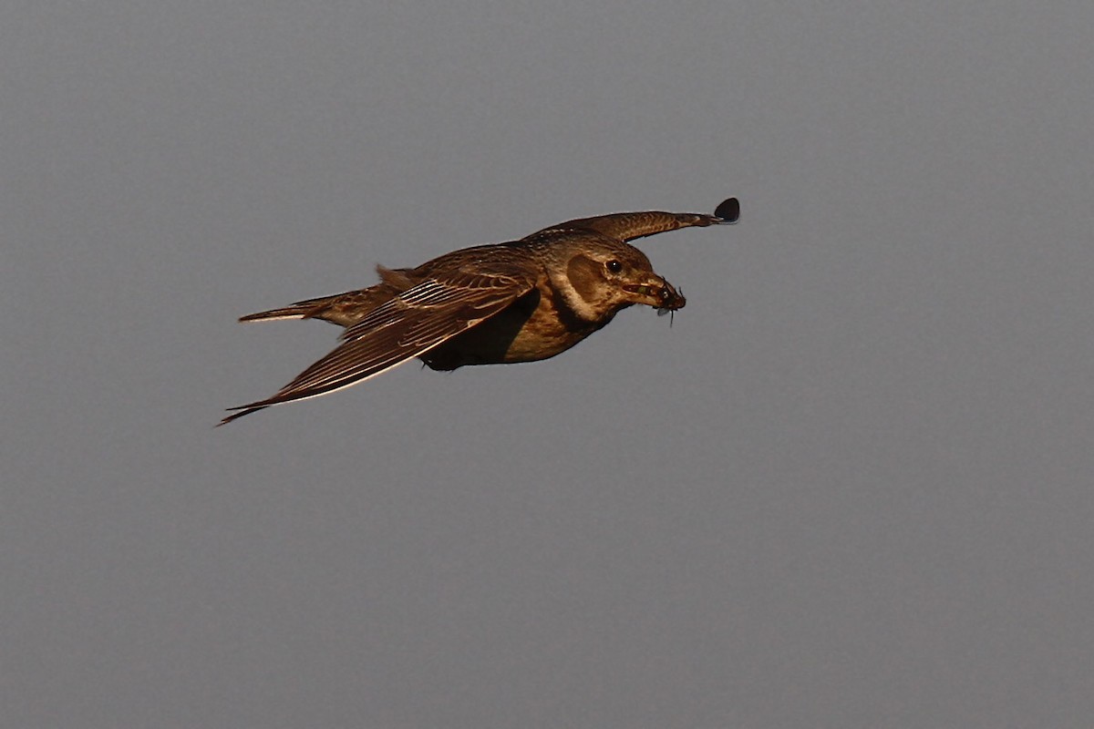 Calandra Lark - Volker Hesse