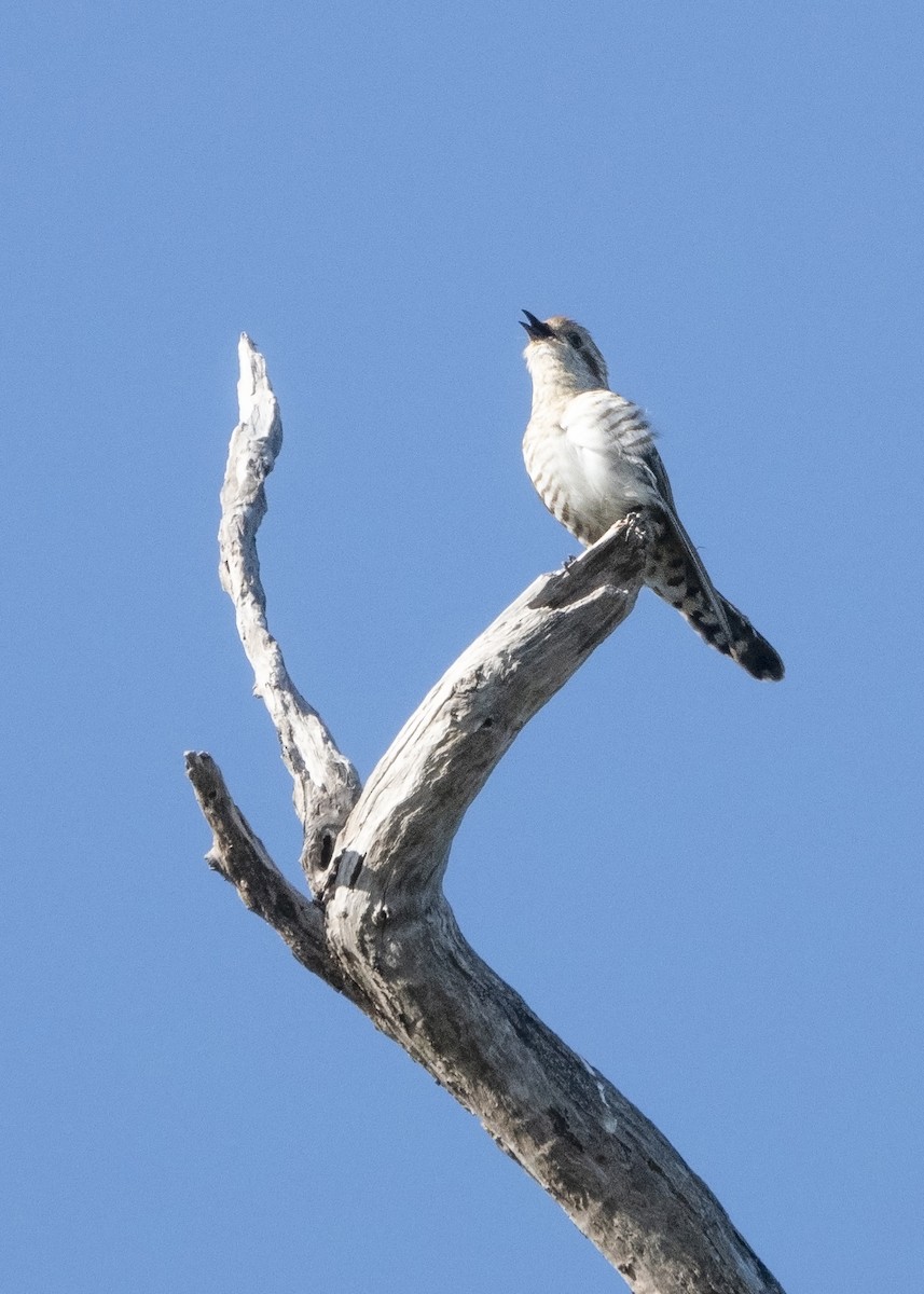 Horsfield's Bronze-Cuckoo - Geoffrey Groom