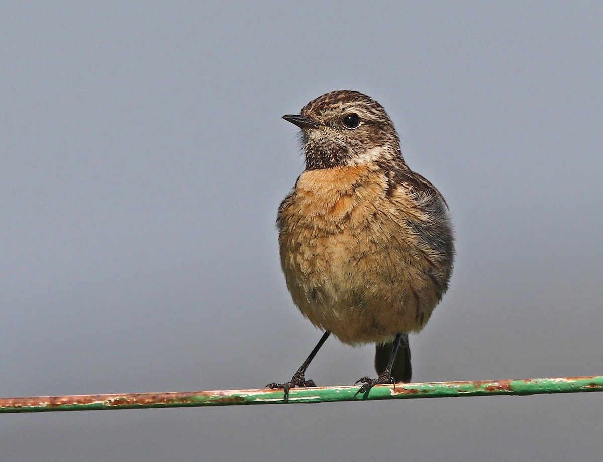 European Stonechat - ML47816781