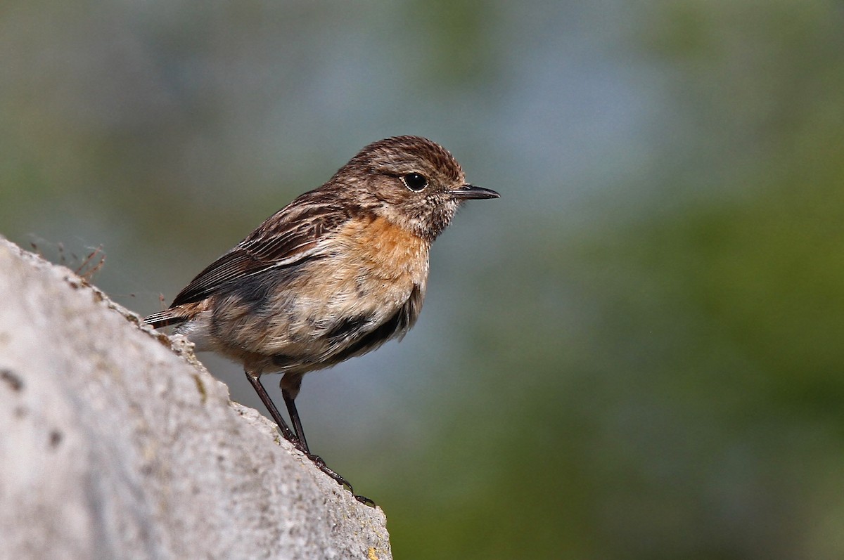 European Stonechat - ML47816801