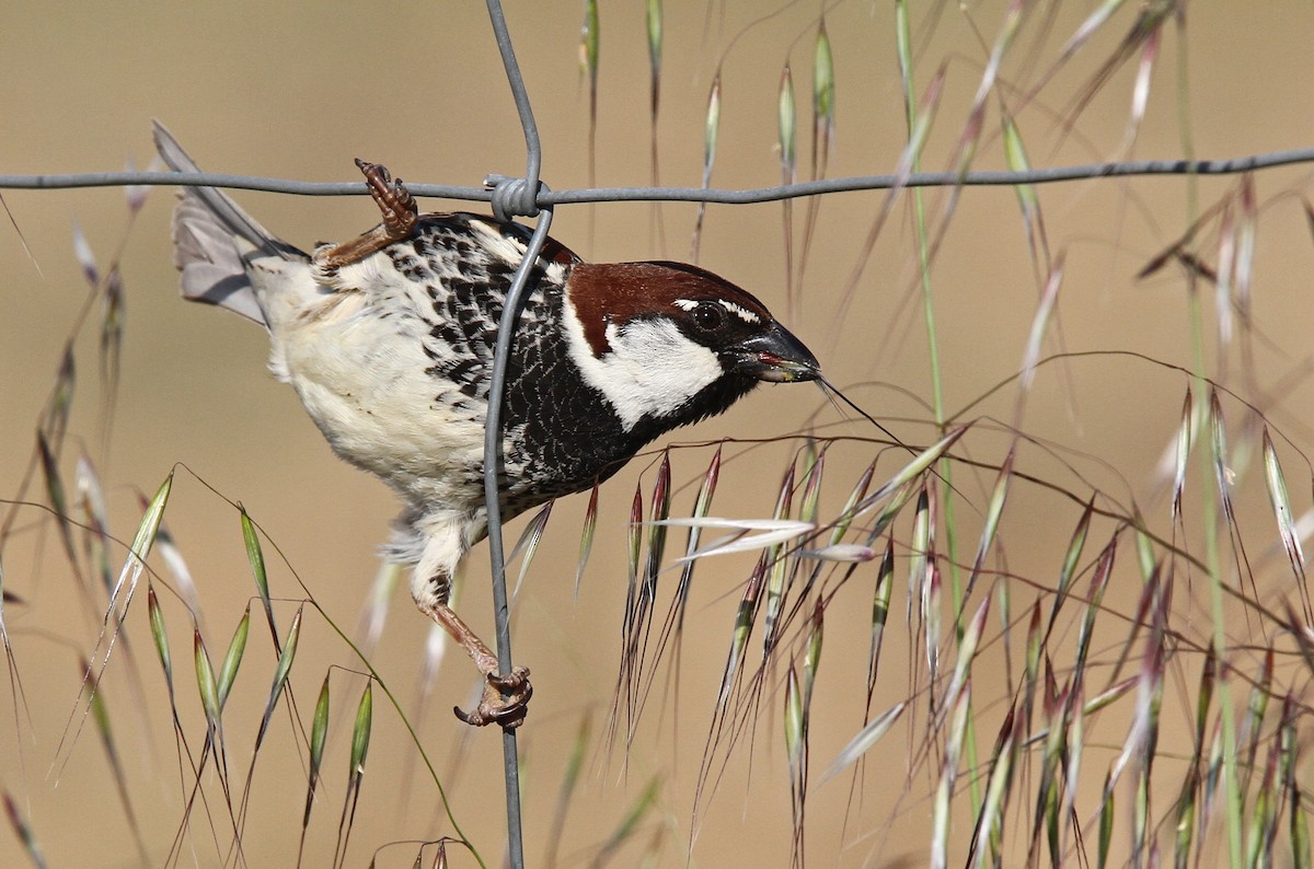 Spanish Sparrow - ML47816881