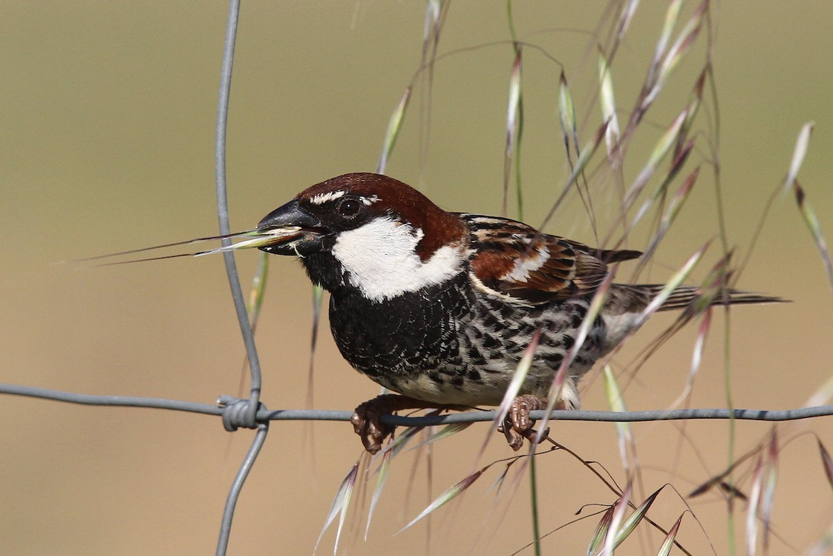 Spanish Sparrow - ML47816891