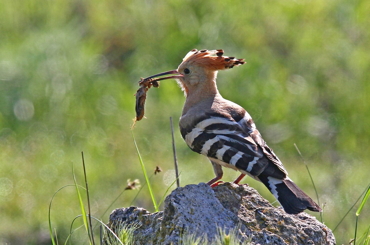 Eurasian Hoopoe - ML47816921