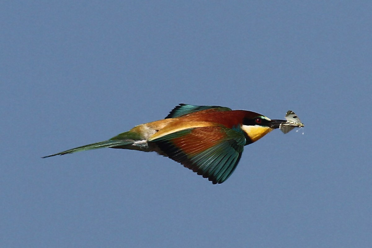 European Bee-eater - Volker Hesse