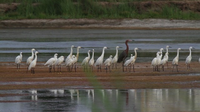 Reddish Egret - ML478171