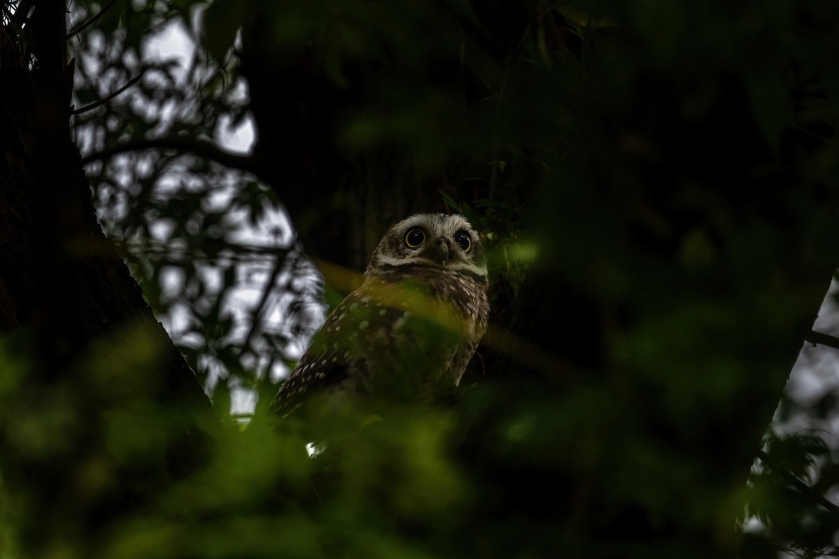 Spotted Owlet - ML478171941