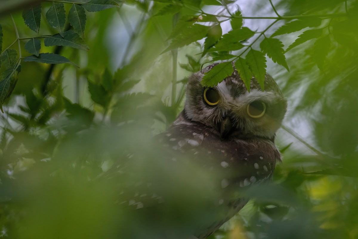 Spotted Owlet - ML478172731