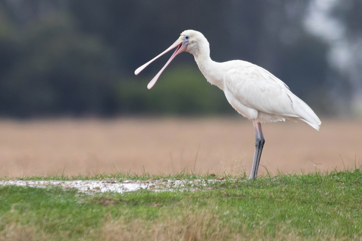 Yellow-billed Spoonbill - Zebedee Muller