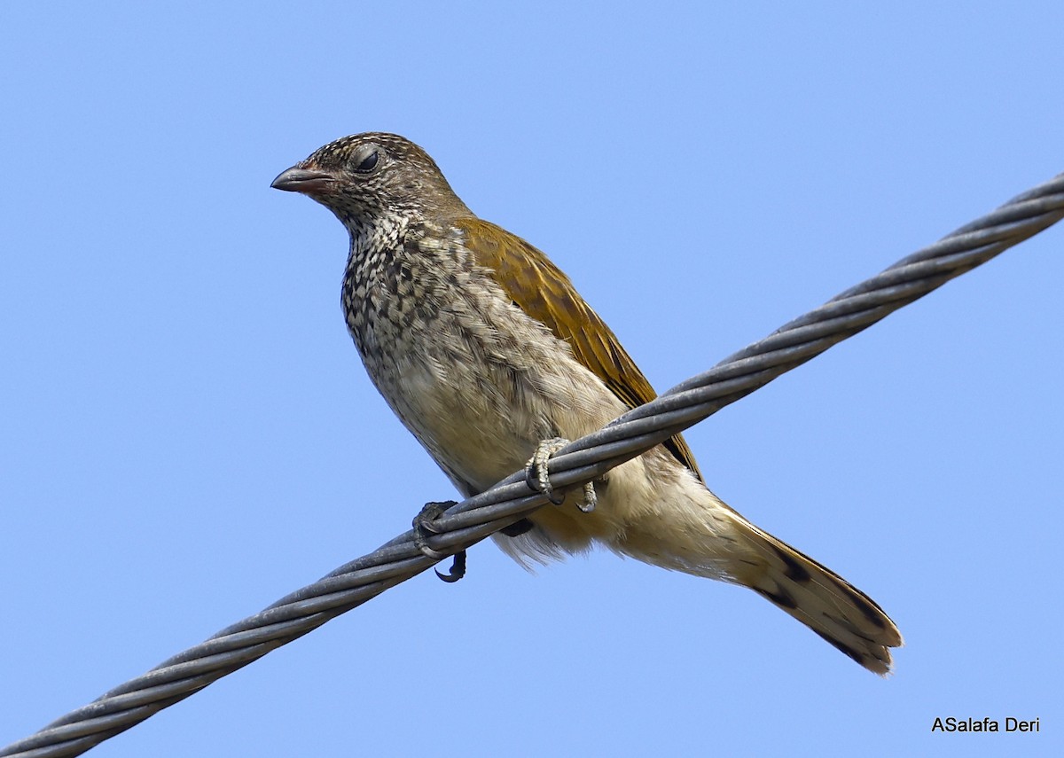 Scaly-throated Honeyguide - ML478173271